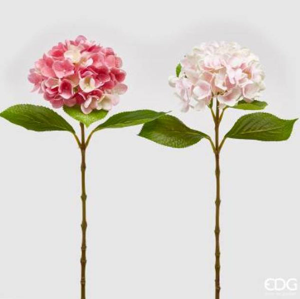 Ramo Ortensia Nobile