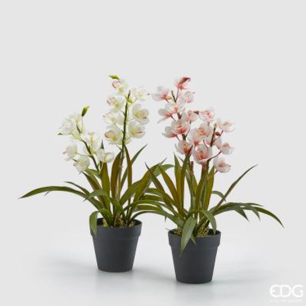 Pianta Orchidea Cymb Con Vaso