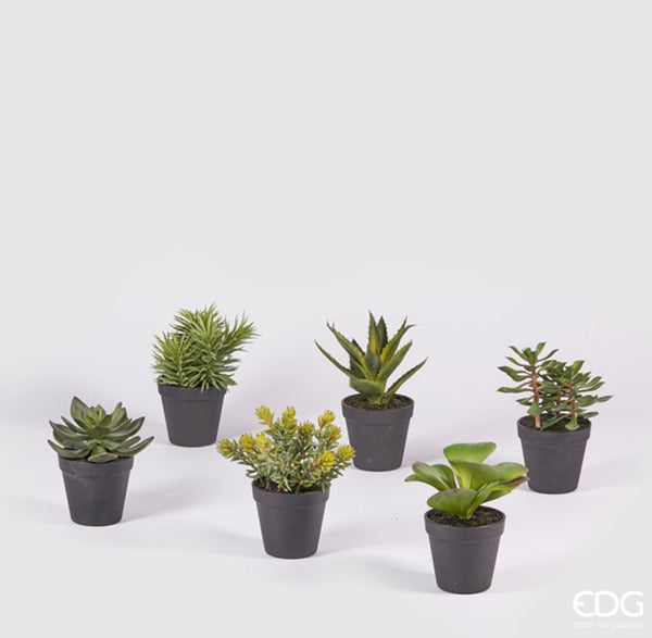 Pianta West Assortita