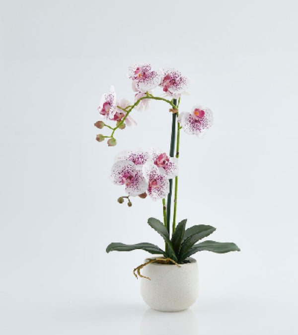 Orchidea Phal. Real