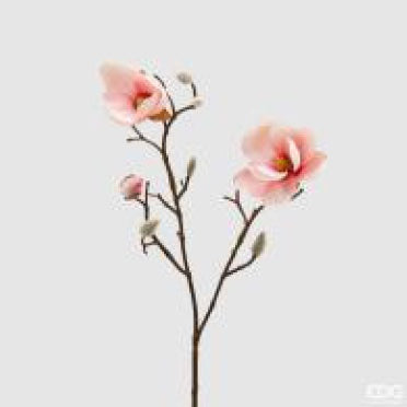 Ramo Magnolia Stellata