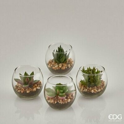 Piantina Grassa con vaso in Vetro