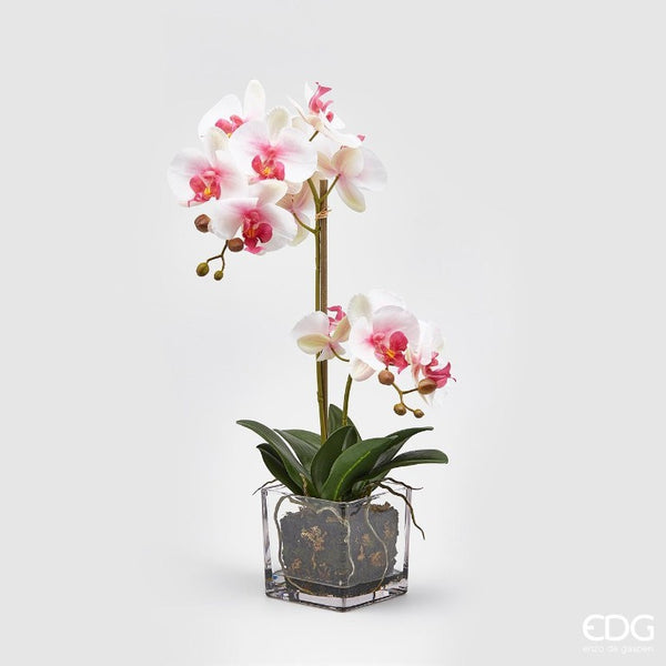 Orchidea Phal. pianta con vaso