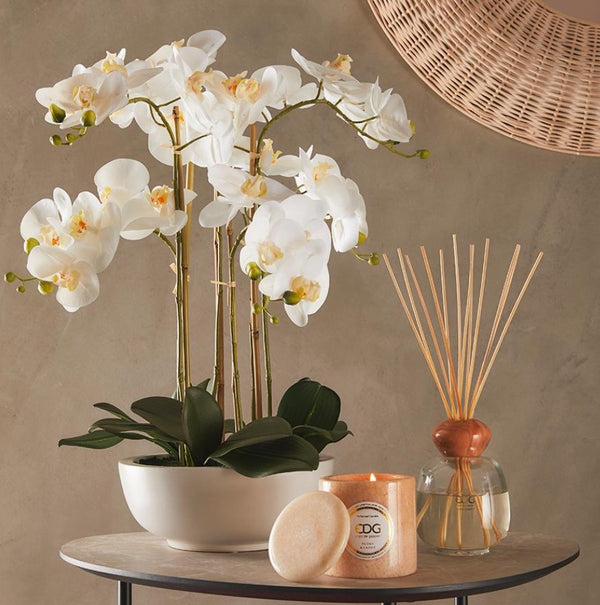 Pianta Orchidea in vaso