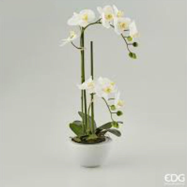 Orchidea